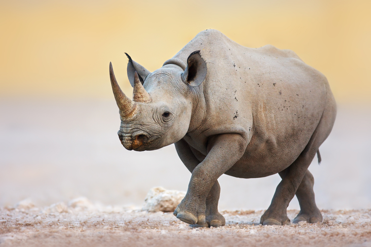 Black rhino coming towards camera