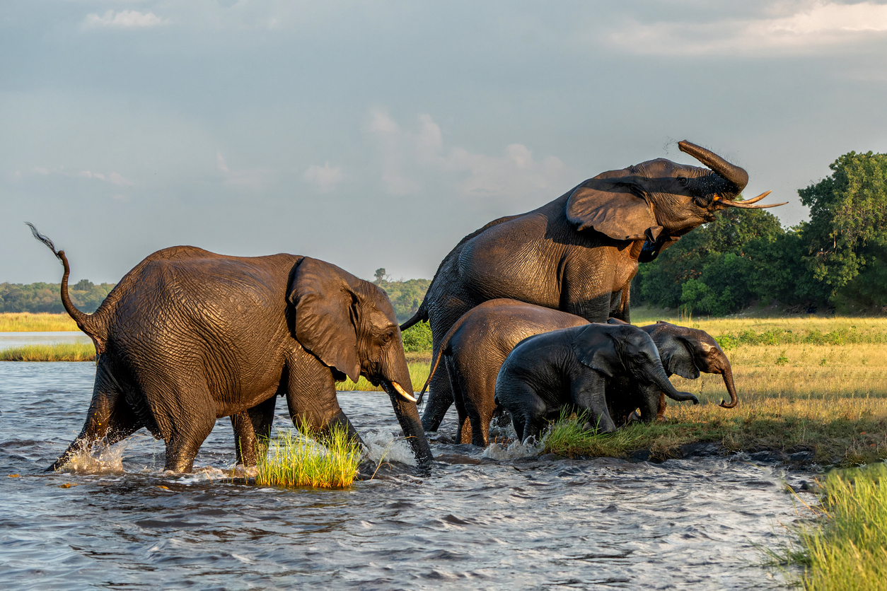 Elephants in water