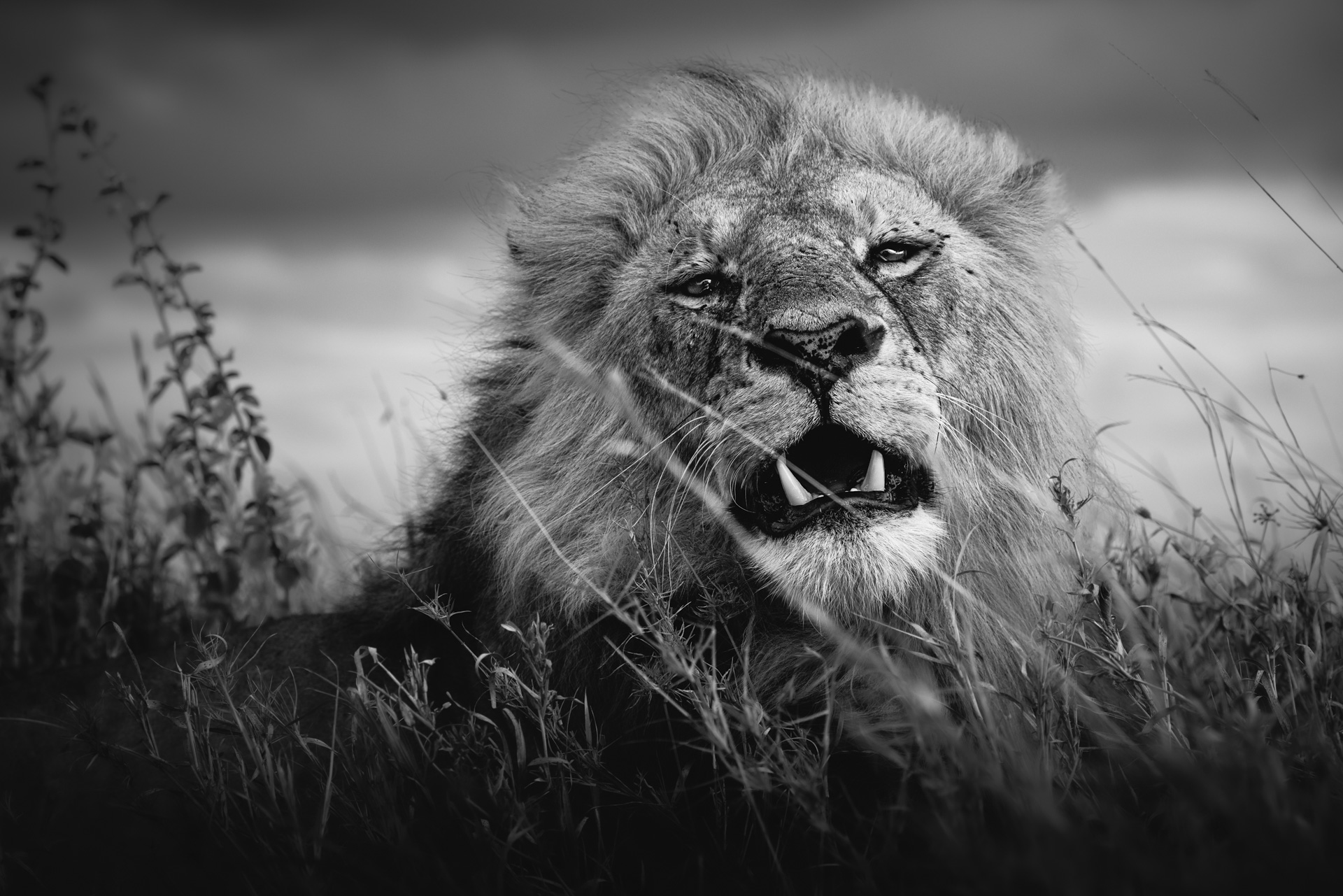 Male lion in grass