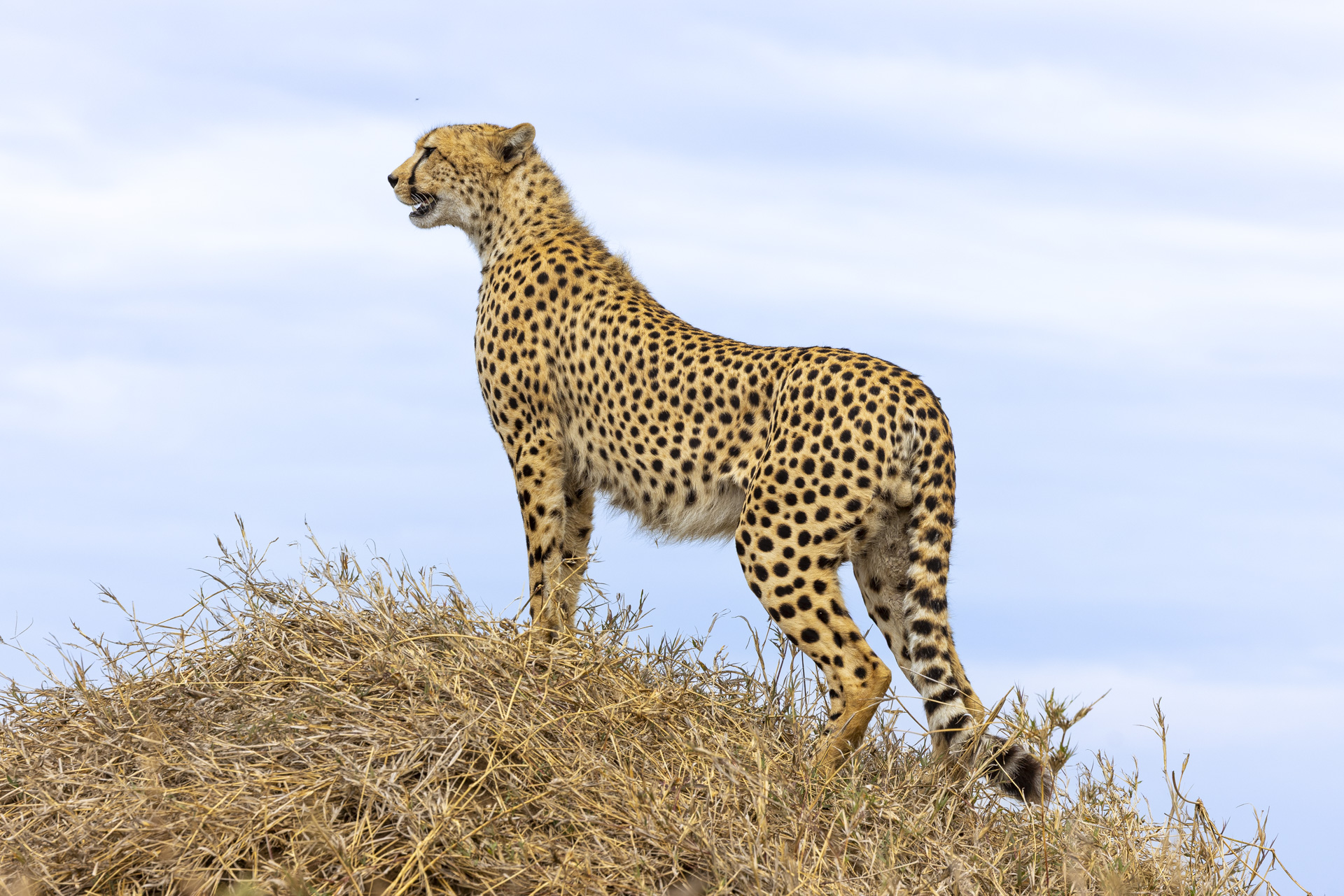 Cheetah on mound