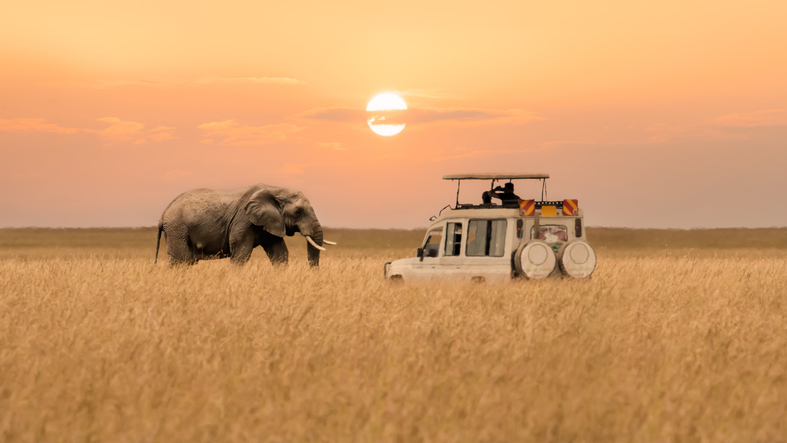 Wildlife photographers on safari capturing wildlife