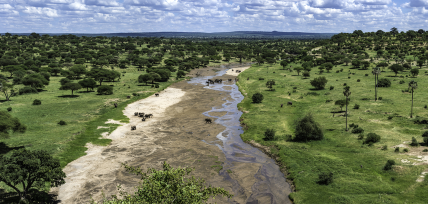 Lush greenery near the Tarangire River