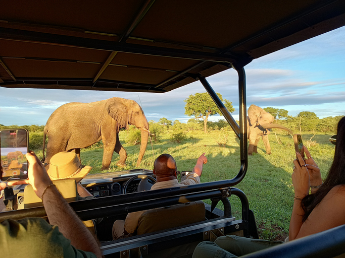 safari goers in a vehicle looking at elephants