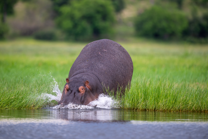 Hippo entering the water