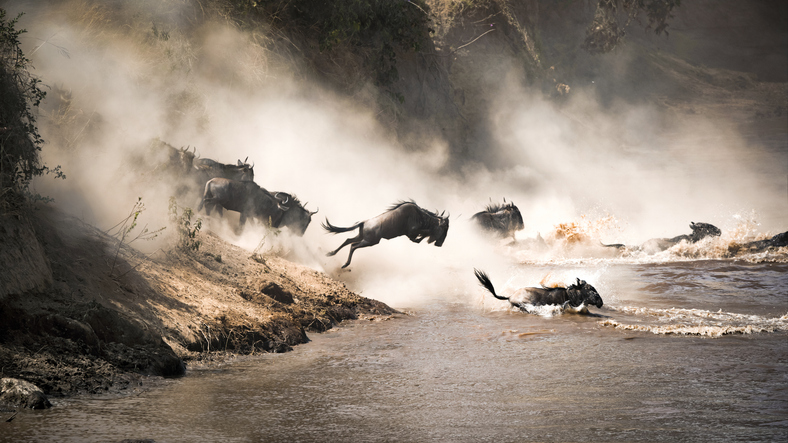 Dramatic image of wildebeest jumping into the Mara river during the great migration