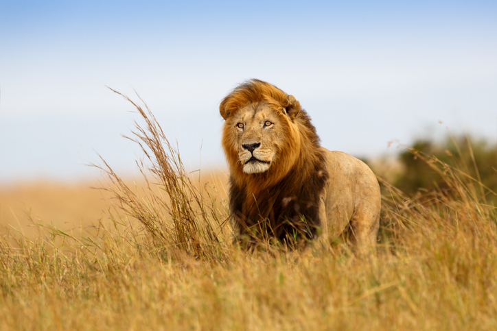 Beyond the Serengeti: Tanzania's Most Underrated Safari Parks