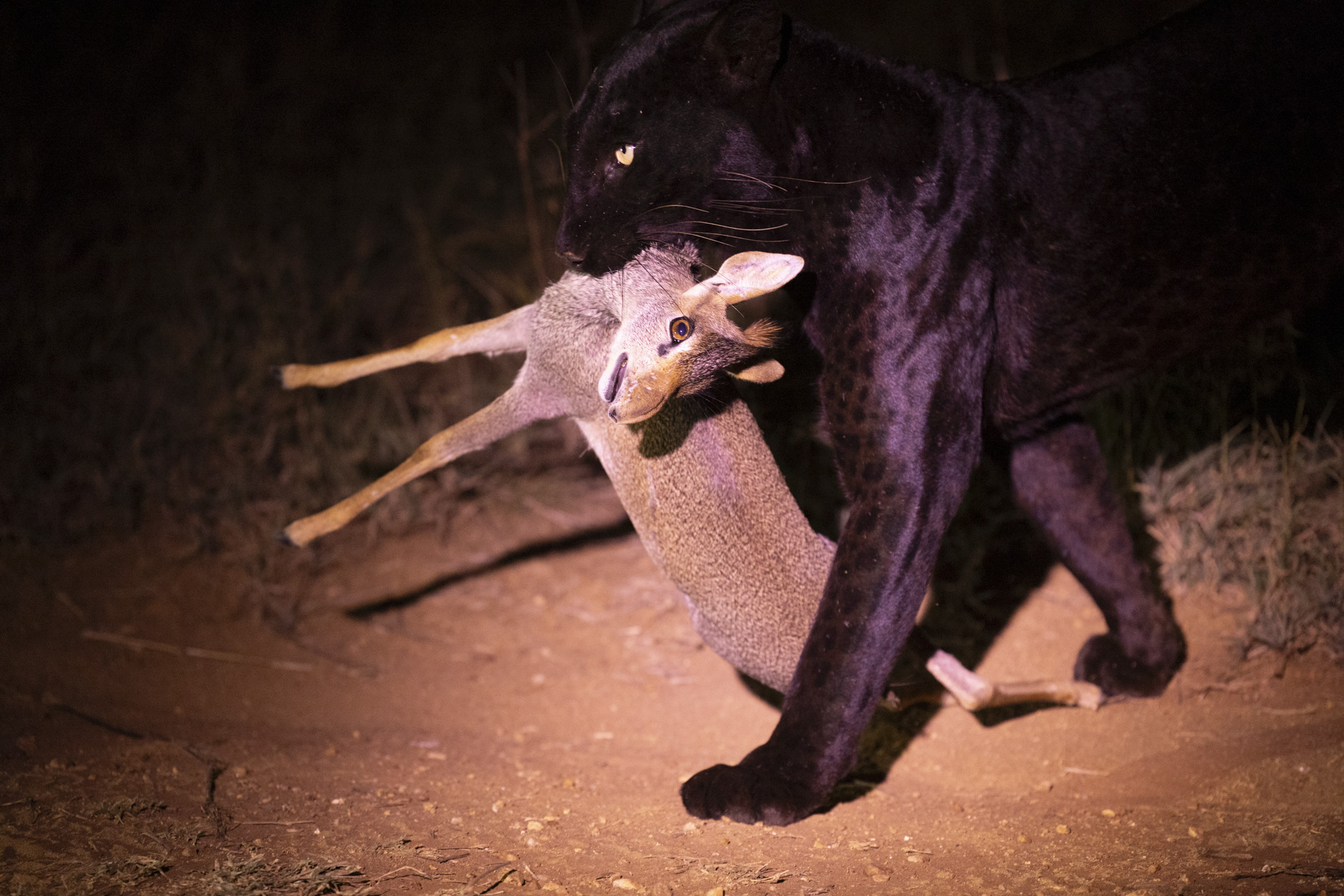 A black leopard with a fresh kill.