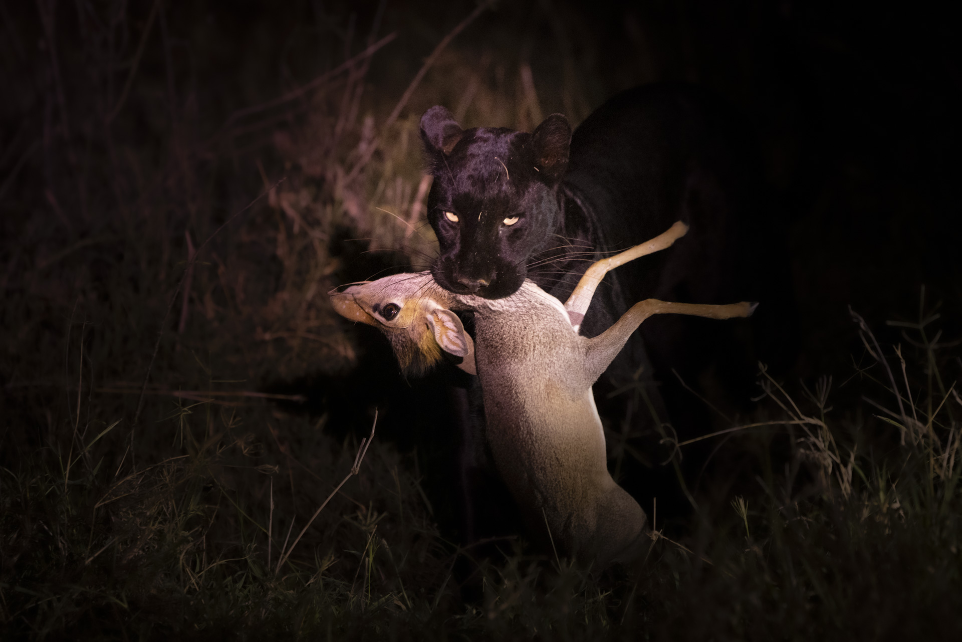 Giza the black leopard with her prey. 
