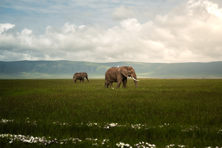 Elephants in the Ngorongoro Crater