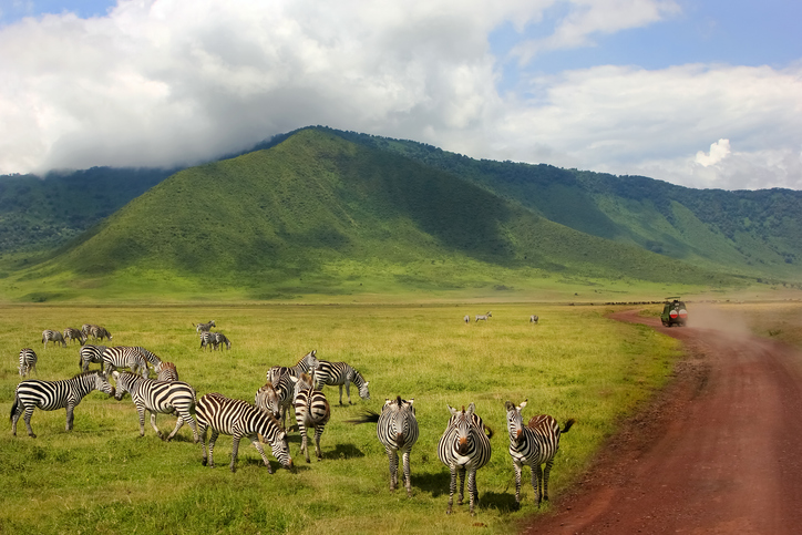 Zebra in the Ngorongoro Crater