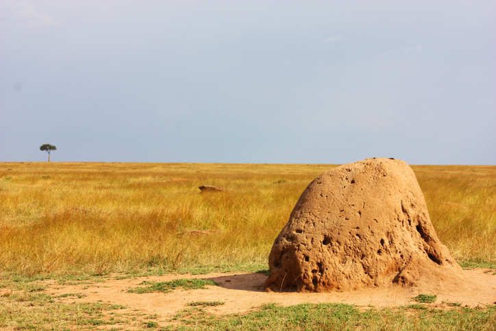 The dry season in Serengeti