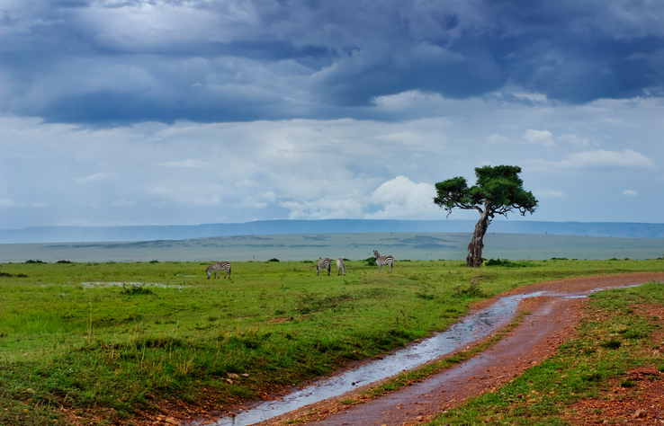 Green/wet season in Serengeti