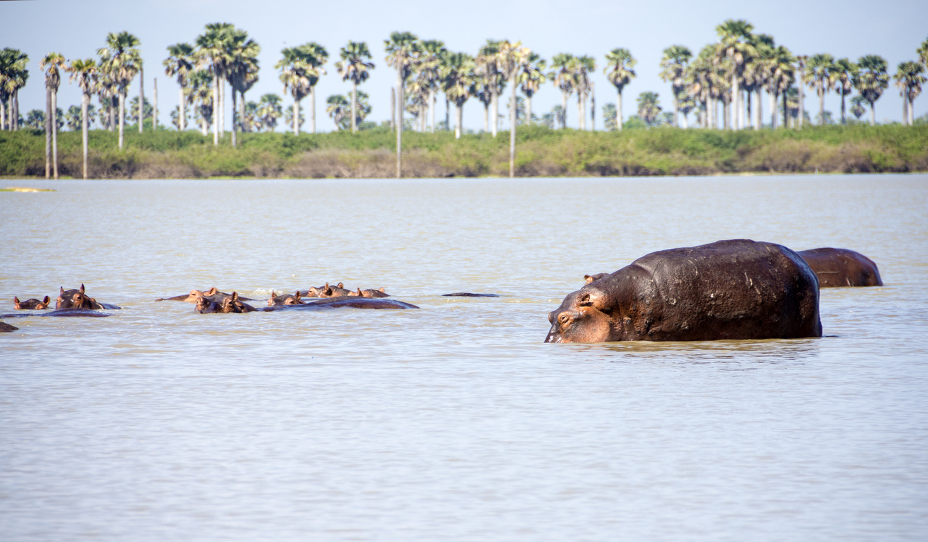 Hippopotamus in Rufiji River