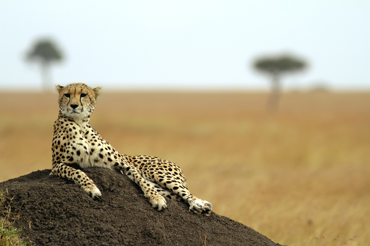Cheetah resting on a mound