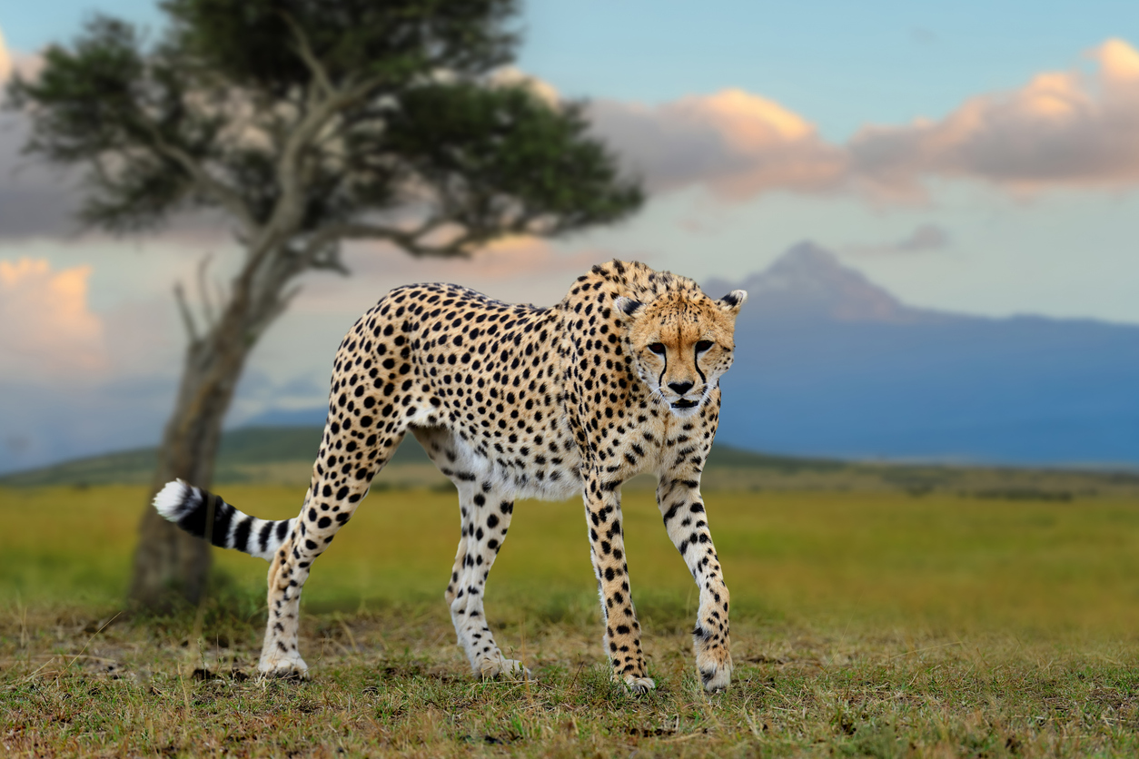 Cheetah on the plains of Africa