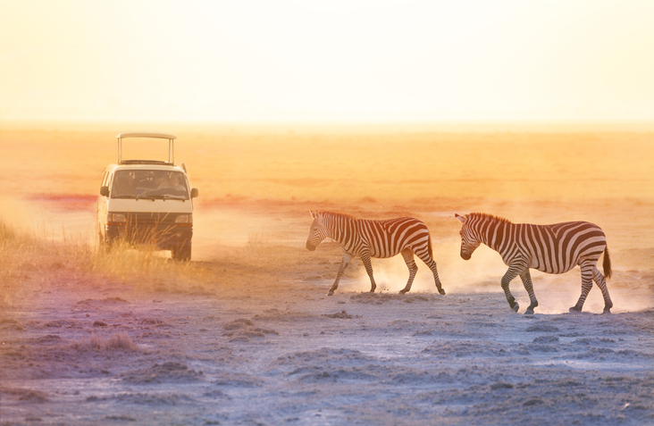 zebras crossing the road. 