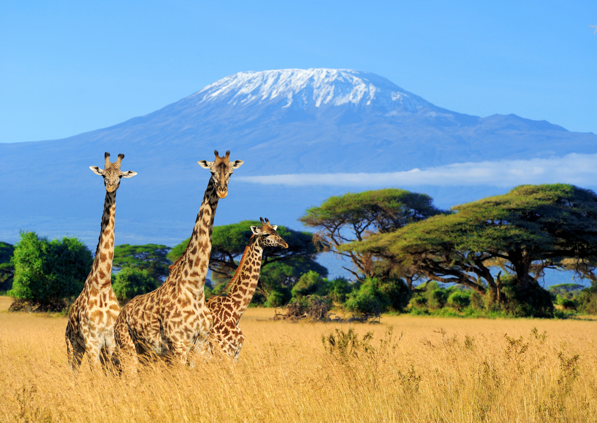 Giraffes against Kilimanjaro in the background