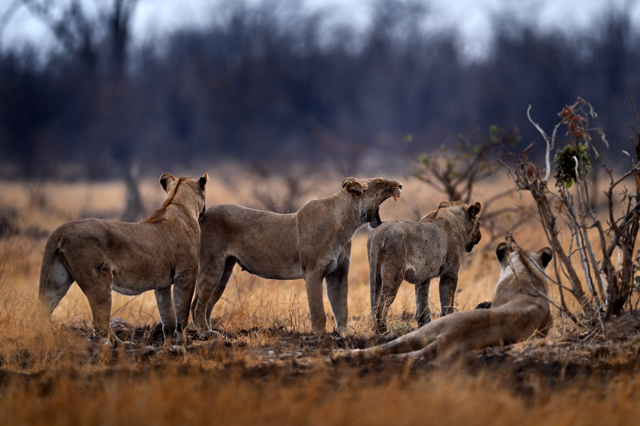 Lions