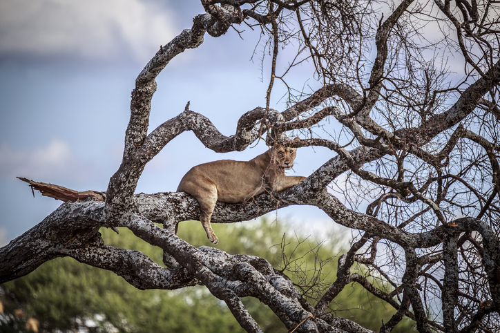 Lioness in tree in Tarangire