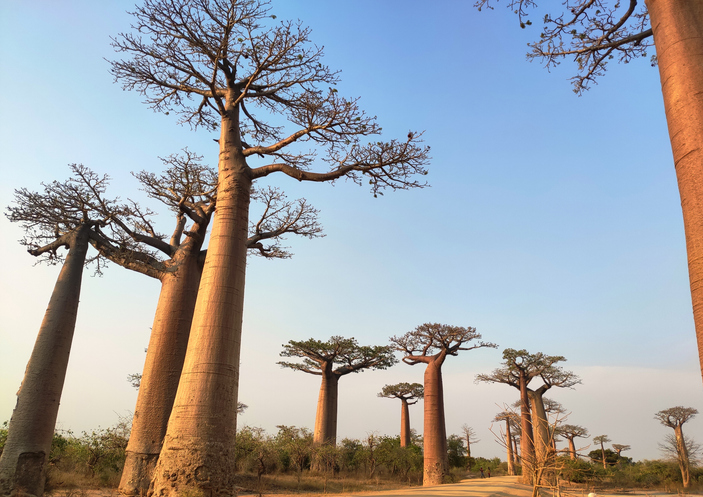 Baobab trees in Tarangire