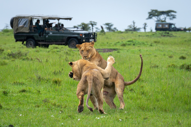 Lions interacting in the Masai Mara