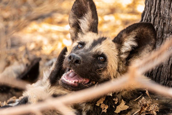 Wild dog resting under a tree