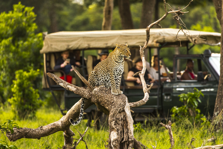 Leopard in the Masai Mara