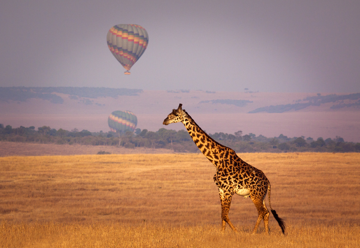 Giraffe on the Masai Mara plains