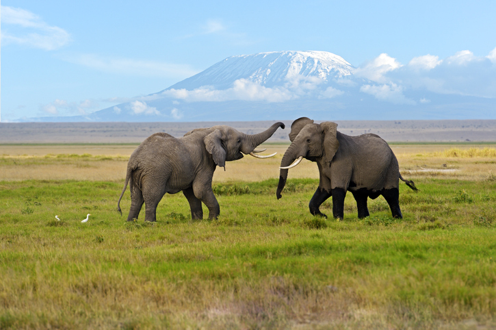Male elephants in front of Kilimanjaro in Amboseli