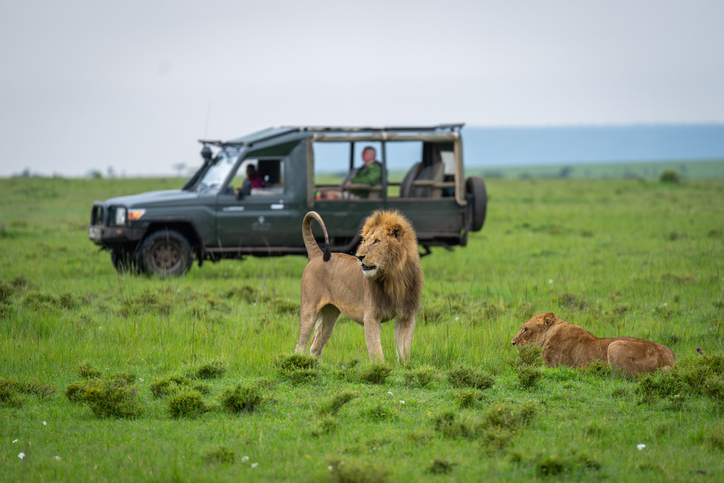 Lion and safari vehicle in Mara North Conservancy.
