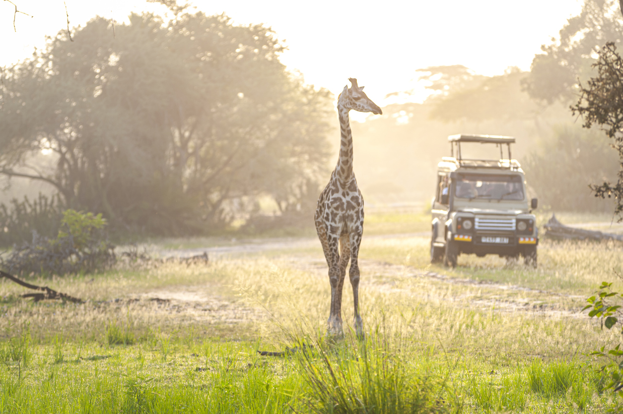 Giraffe in Nyerere National Park