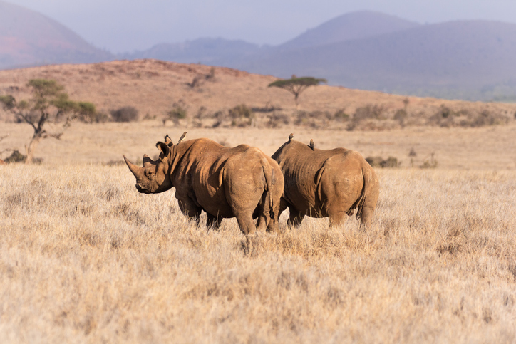 2 black rhinos on the savanna