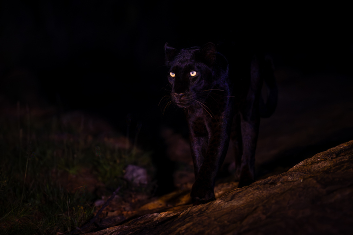 Melanistic leopard in Laikipia