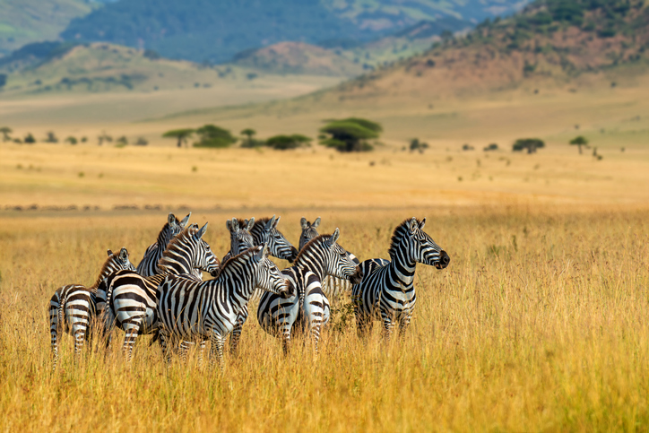 Zebras on the plains of Serengeti
