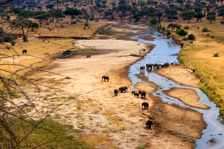 Elephant herds in Tarangire National Park