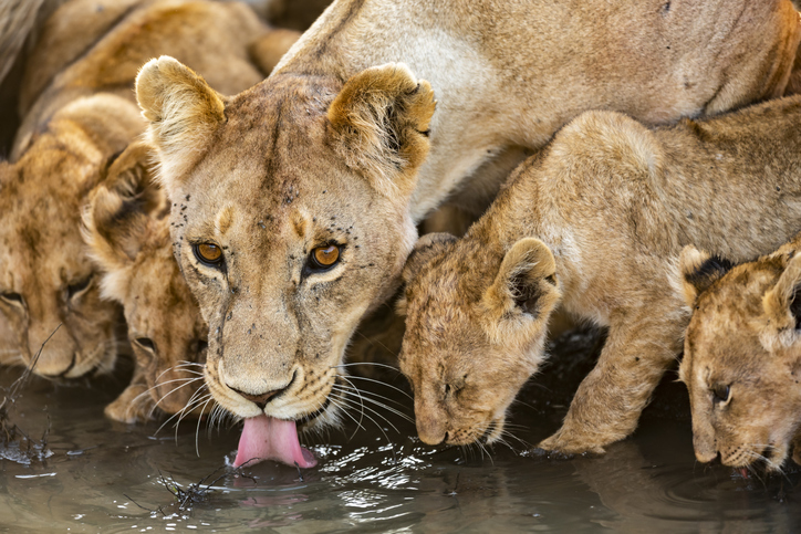 Lions drinking in Masai Mara, Kenya