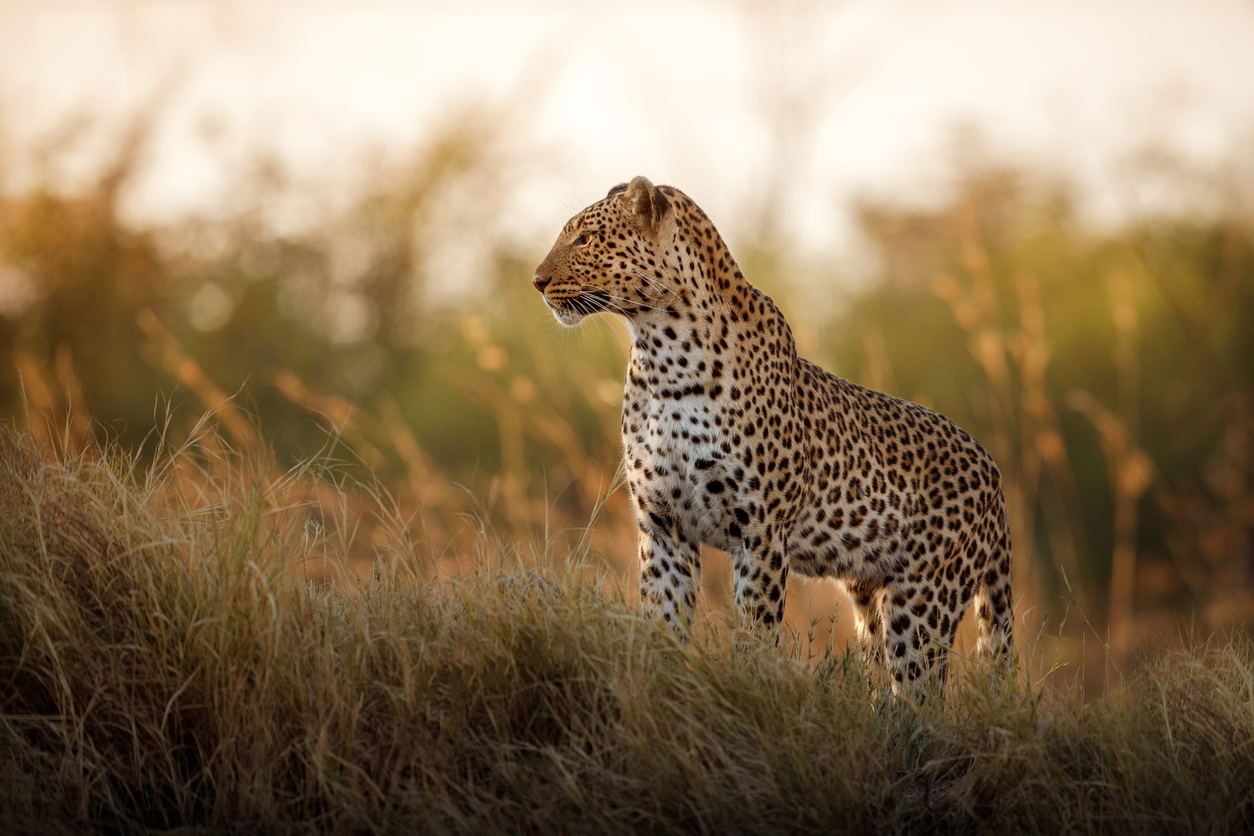 Leopard in the sunset taken on luxury safari. 
