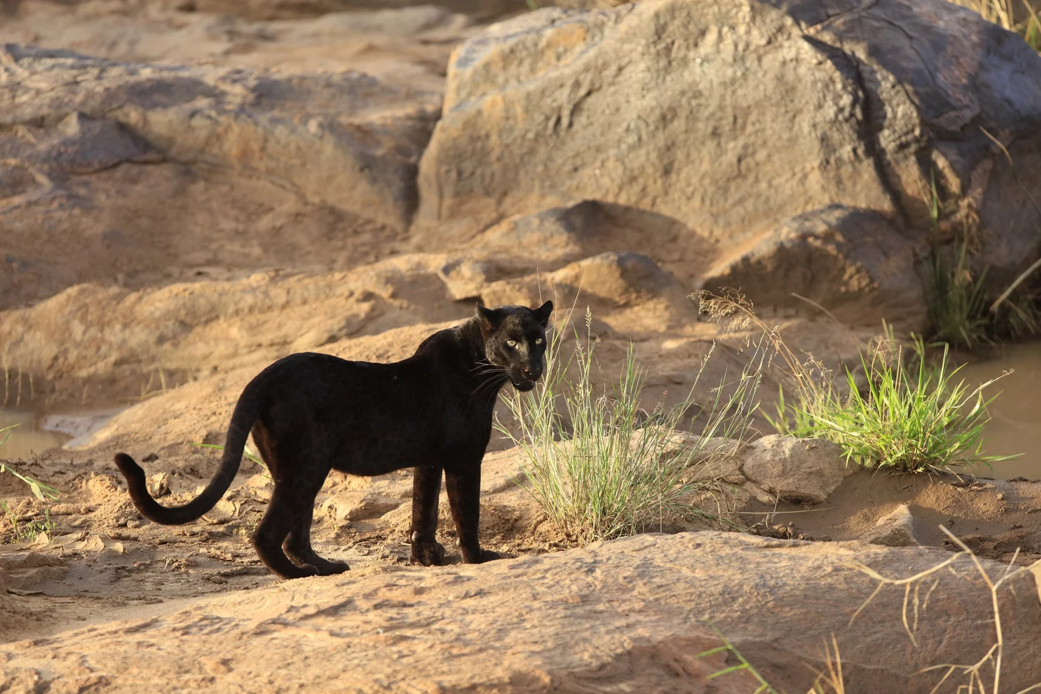 Laikipia Wilderness Camp